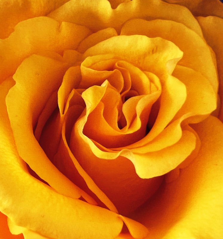 rose-orange.jpg
