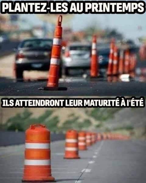 les-cones-oranges-qui-arrivent-a-maturite-au-quebec.jpg