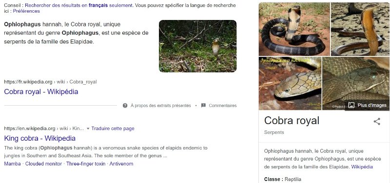 le-cobra-royal.jpg