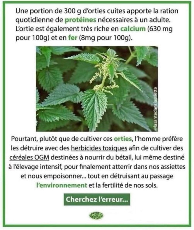 l-ortie-est-vraiment-bonne-pour-la-sante.jpeg