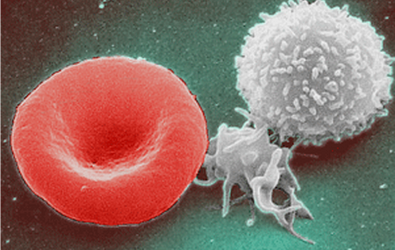 Les globules blancs (à droite) contribuent à la réponse immunitaire et peuvent être recyclés par le jeûne, a montré l'étude.