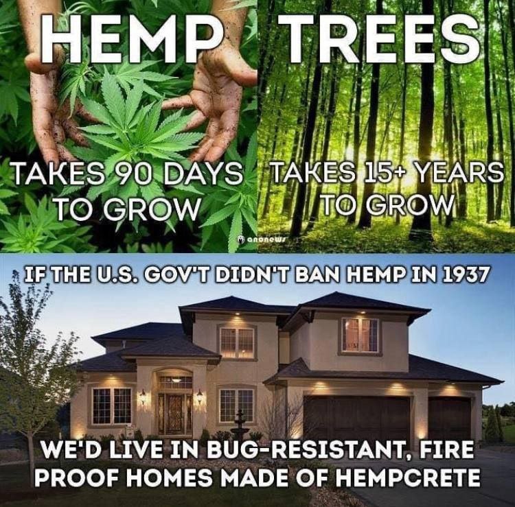 le-cannabis-n-aurait-jamais-du-etre-interdit-pour-les-usages-industriels.jpeg