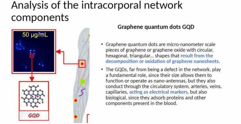 La présence de points quantiques d’oxyde de graphène.<br />– Les points quantiques de graphène sont des morceaux de graphène ou d’oxyde de graphène à l’échelle micro-nanométrique avec des formes circulaires, hexagonales, triangulaires… qui résultent de la décomposition ou de l’oxydation de nanofeuillets de graphène.<br />– Les GQD, loin d’être un défaut du réseau, jouent un rôle fondamental, puisque leur taille leur permet de fonctionner ou d’opérer comme des nano-antennes. De plus, ils circulent à travers le système circulatoire, les artères, les veines, capillaires, servant de marqueurs électriques, mais aussi biologique, car ils adsorbent les protéines et autres composants présents dans le sang.