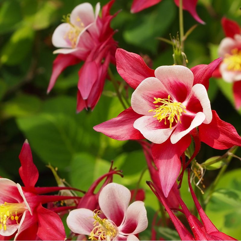 ancolie-red-star.jpg