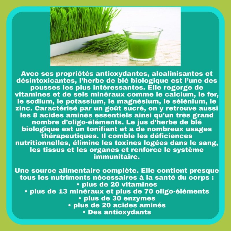 proprietes-de-l-herbe-de-ble.jpeg