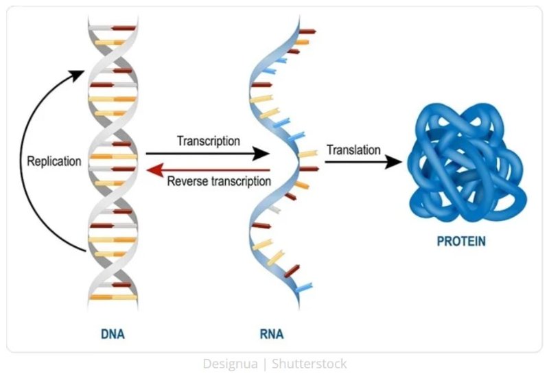 dna-rna-protein.JPG