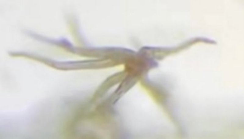 le-parasite-dans-la-solution-vaccinale-covid-bnt162b2-de-pfizer.jpg