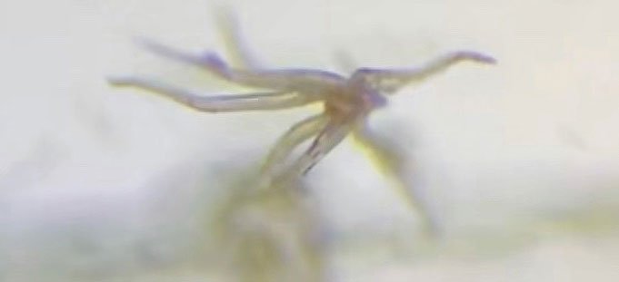 vaccine-report-tentacle-creature.jpg