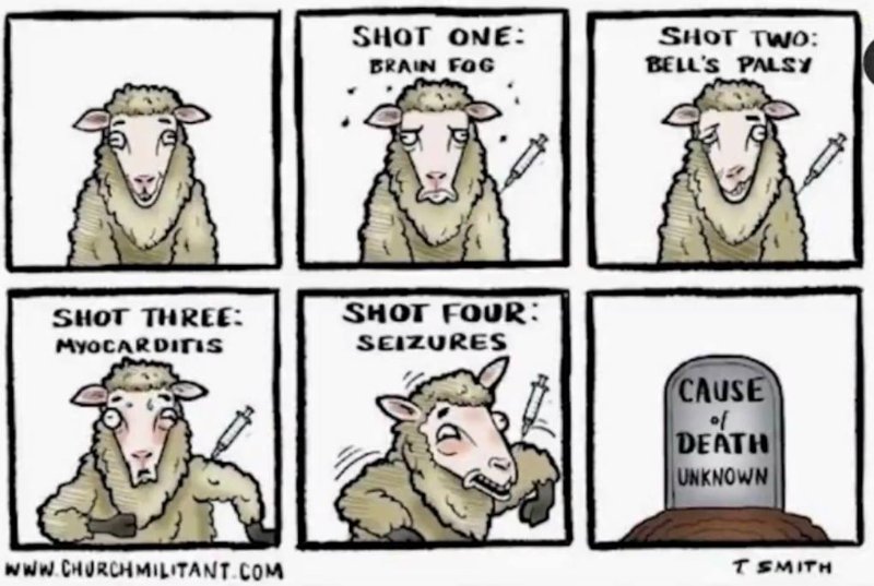 les-moutons-ne-sont-pas-attentifs.jpg