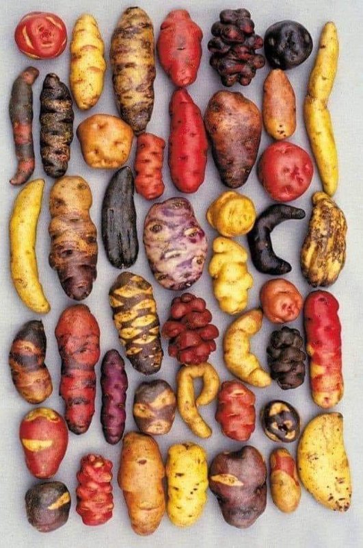 diverses-varietes-de-pommes-de-terre-cultivees-au-perou.jpg
