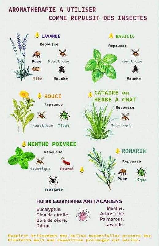 aromatherapie-a-utiliser-comme-repulsif-des-insectes.jpg
