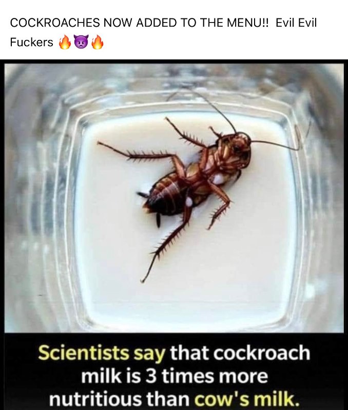 les-satanistes-veulent-nous-faire-manger-des-insectes.jpg