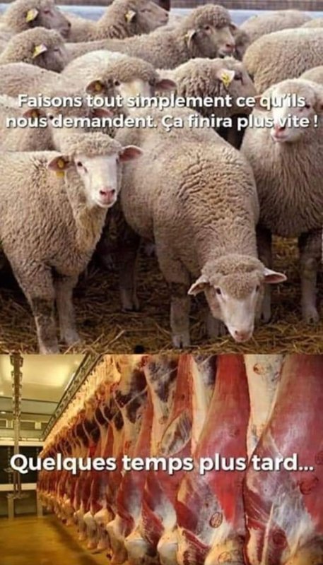 faisons-tout-ce-qu-ils-nous-disent.jpeg