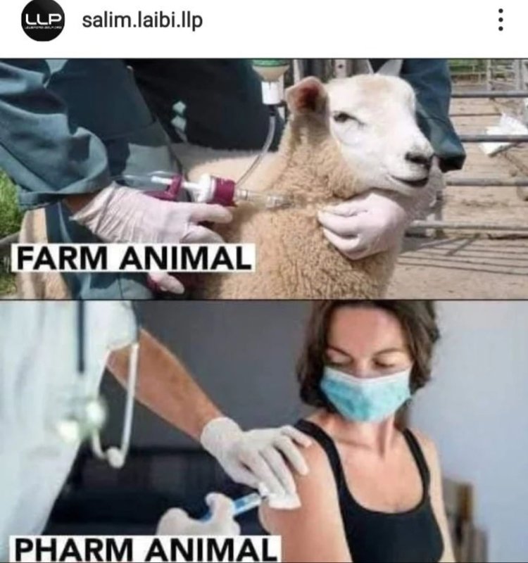 animaux-de-pharm.jpeg
