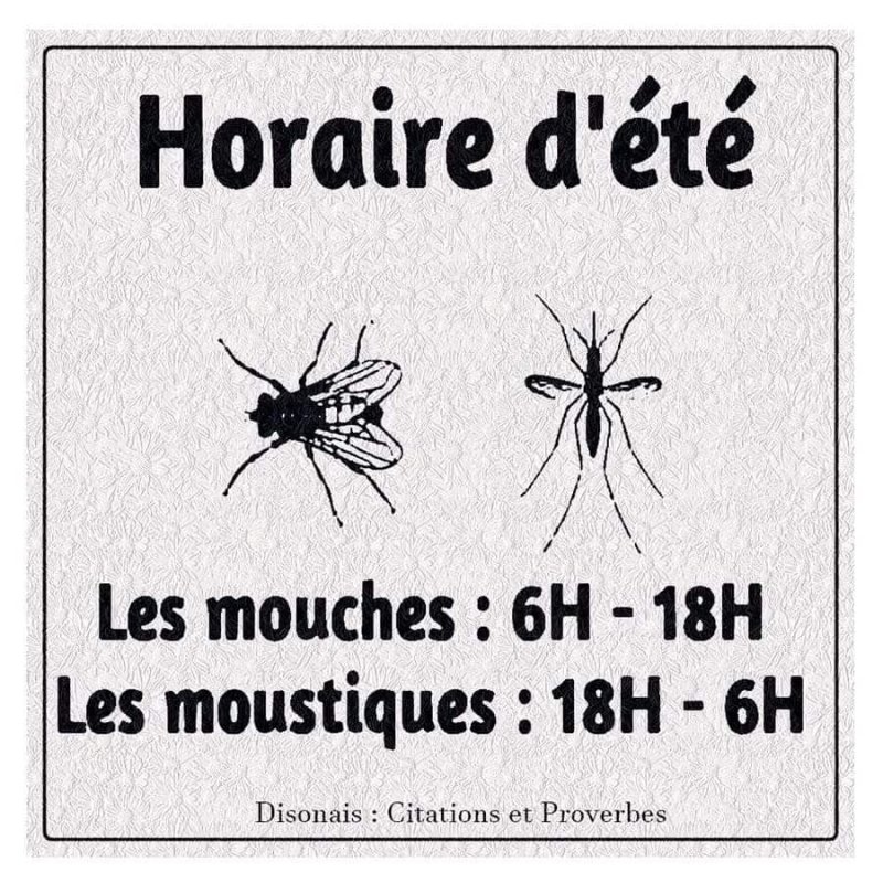 l-horaire-d-ete-des-mouches-et-des-moustiques.jpg