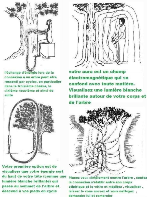 le-pouvoir-d-echange-des-arbres.jpeg