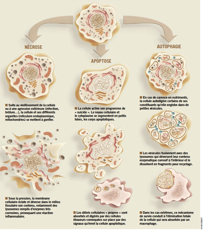 apoptose-et-autophagie.png