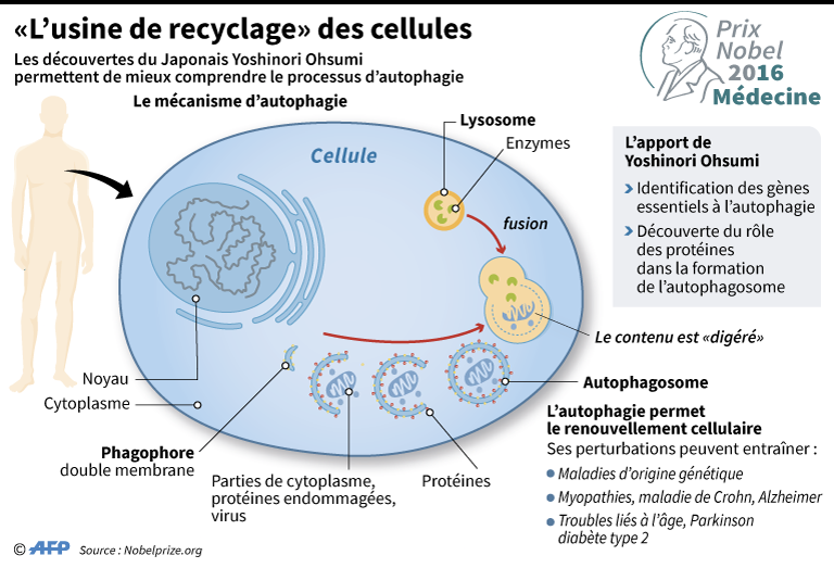 l-usine-de-recyclage-des-cellules.png