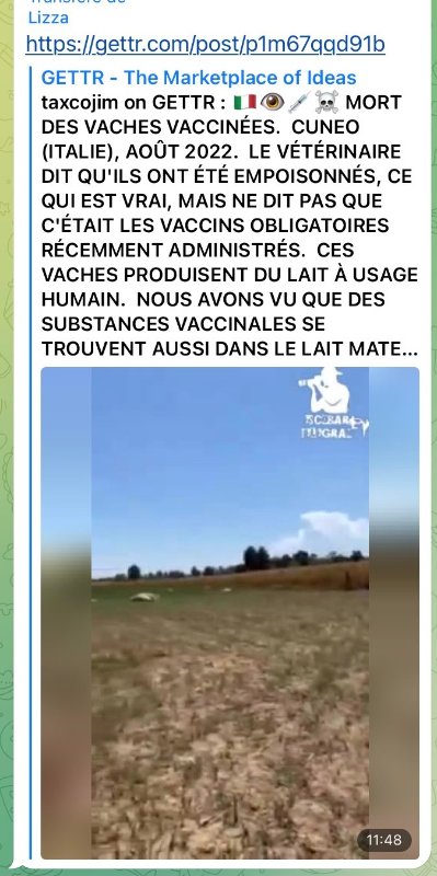 des-vaches-recemment-vaccinees-meurent-en-italie-aout-2022.jpeg
