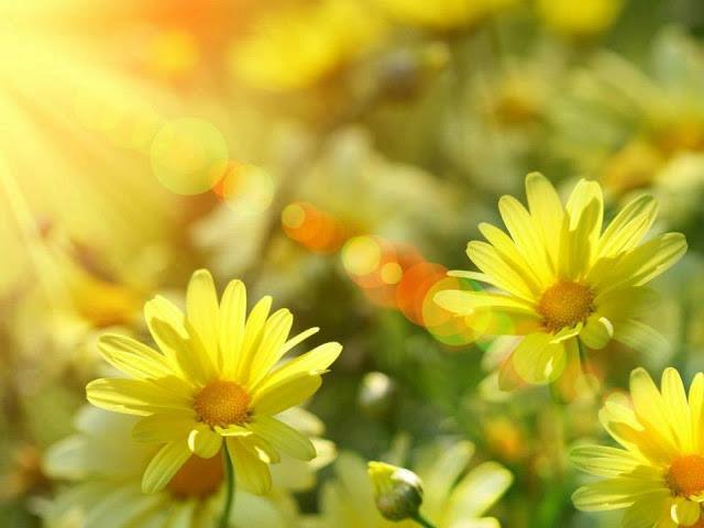 fleurs-lumineuses.jpeg