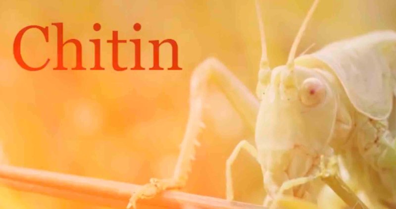 la-chitine-des-insectes-et-le-cancer.jpg