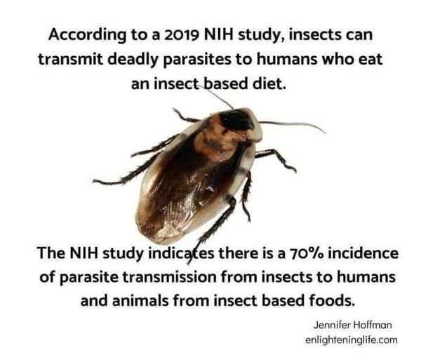 les-parasites-dans-les-insectes.jpeg