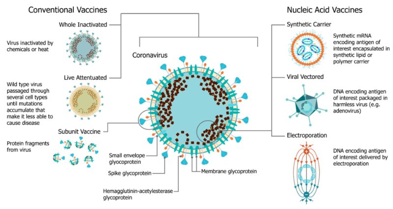 Une comparaison des plates-formes vaccinales, y compris les vaccins dérivés du virus lui-même et formulés comme une version modifiée partielle ou totale du virus (à gauche) et les vaccins à acide nucléique, tels que les vaccins à ARN auto-amplifiants (à droite). Les vaccins à base d’acides nucléiques sont dérivés de la connaissance du génome viral, où les glycoprotéines sont codées en acides nucléiques et administrées avec un support synthétique tel qu’une nanoparticule lipidique ou un système d’administration virale inerte tel que les adénovirus. Les séquences d’antigènes codées sont ensuite exprimées par les cellules hôtes.