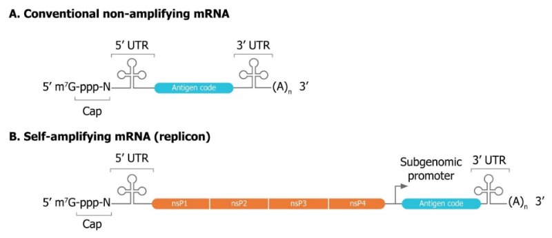 Une comparaison des vecteurs d’ARNm. Les ARNm conventionnels (A) et auto-amplificateurs (B) partagent des éléments de base, notamment un capuchon, un UTR de 5′, un UTR de 3' et une queue poly(A) de longueur variable. L’ARN auto-amplificateur (saRNA) code également quatre protéines non structurelles (nsP1–4) et un promoteur sous-économique dérivé du génome de l’alphavirus. nsP1–4 code une réplique responsable de l’amplification de l’ARNi qui permet des doses plus faibles que l’ARNm non répliquant.