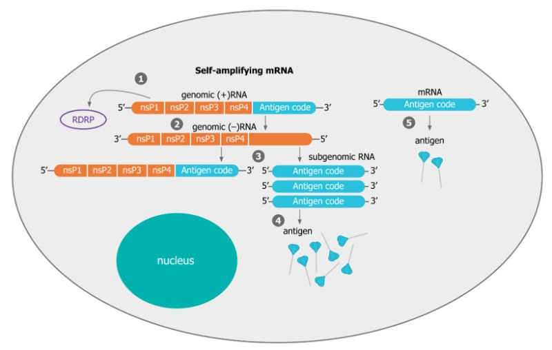 Mécanisme d’auto-amplification de l’ARNm. (1) Après l’administration au cytoplasme, la traduction de l’ARNi produit les protéines non structurelles 1–4 (nsP 1–4) qui forment le (RDRP). (2) Le RDRP est responsable de la réplication de l’ARNi produisant des copies de l’ARNi. Plusieurs copies de l’ARN sous-gnomique (3) sont donc produites à partir de chaque aRNlas délivré à l’origine. Cela conduit à la traduction de beaucoup plus de copies de l’antigène (4) par rapport à un ARN non amplificateur (5).
