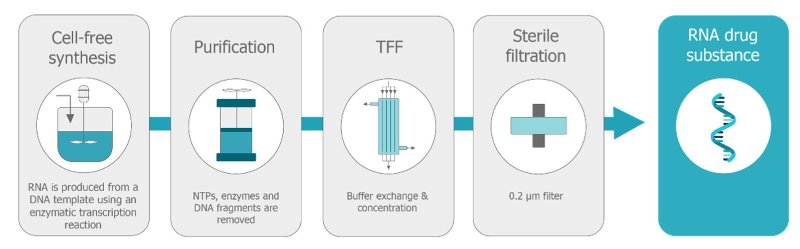 Diagramme schématique du procédé de fabrication de la substance médicamenteuse à ARN. Le processus implique une réaction de transcription enzymatique in vitro sans cellule suivie d’une purification pour éliminer le gabarit d’ADN, suivie d’une filtration à flux tangentiel (TFF) pour l’échange et la concentration de tampons, suivie d’une filtration stérile à travers un filtre de 0,2 μm.