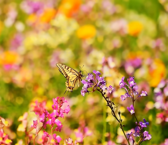 fleurs-d-abondance-1.png