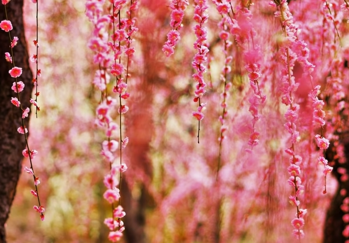 fleurs-d-abondance-3.png