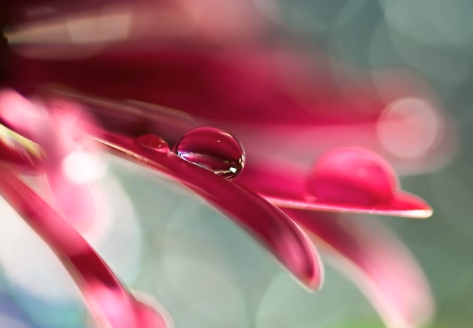 fleurs-d-abondance-4.png