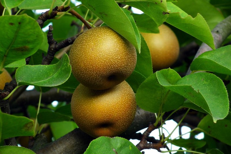 prends-mes-fruits-1.jpg