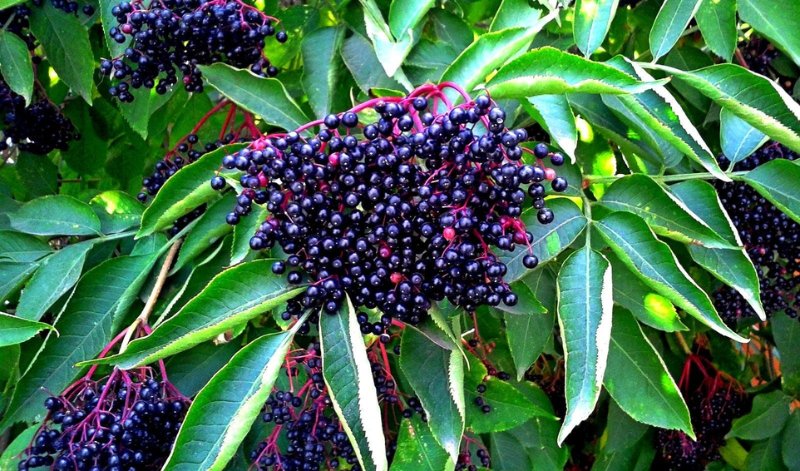prends-mes-fruits-3.jpg