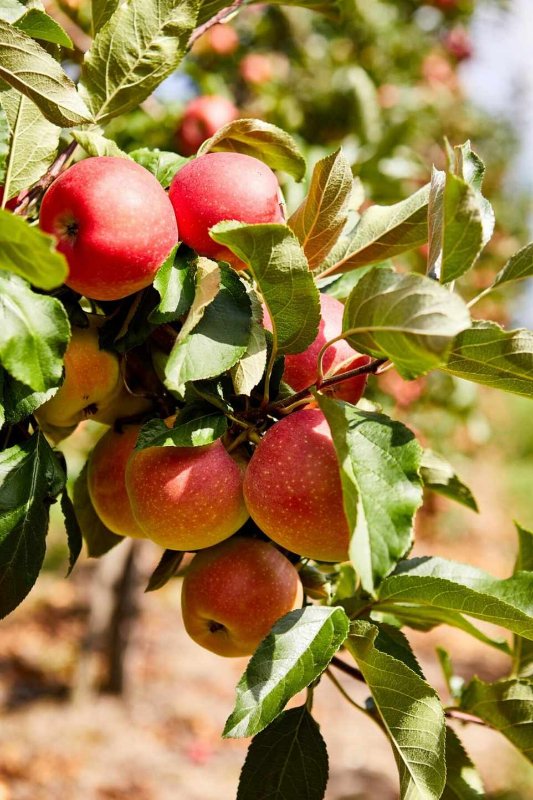 prends-mes-fruits-2.jpg