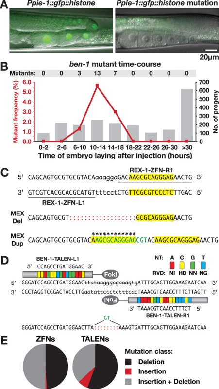 Fig. 1<br /><br />Mutations de nématodes héréditaires et ciblées induites par les ZFN et les TALEN.<br /><br />(A) Gonades hermaphrodites avec un transgène GFP :: histone intact (à gauche) ou ZFN-perturbé (à droite) . Le signal résiduel (à droite) est l'autofluorescence intestinale. (B) Fréquence des mutants ben-1 (axe y gauche , ligne rouge) à partir de périodes de temps après l'injection d'ARNm ZFN ( axe x ) par rapport à la progéniture totale par période ( axe y droit , histogramme). ( C ) Mutations induites par ZFN dans l'élément régulateur cis rex-1provoquer une suppression partielle et une duplication complète (astérisques) du motif MEX (jaune). Sont représentées les séquences de reconnaissance ZFN (soulignées), la région de clivage FokI (nucléotides en minuscules), les insertions (vert) et les délétions (côlons rouges). ( D ) Séquences de reconnaissance TALEN dans ben-1 et mutation induite par TALEN. Chaque RVD (blocs colorés) reconnaît un nucléotide (NT) dans le site cible. ( E ) Proportion de chaque classe de mutation induite par les ZFN ( n = 102) et les TALEN ( n = 27).