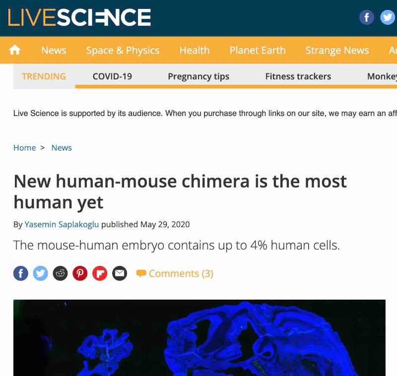 nouvelle-chimere-humain-souris.jpg