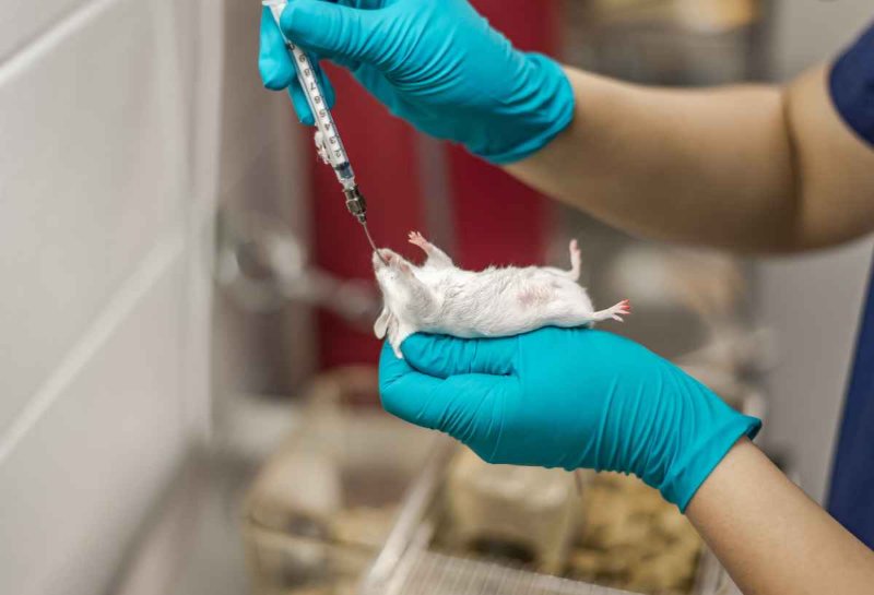 souris-injectee.jpg