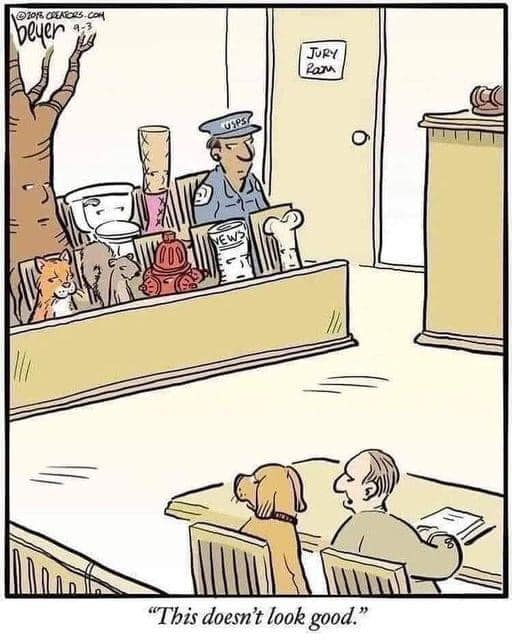 ca-ne-regarde-pas-bien-pour-le-chien.png