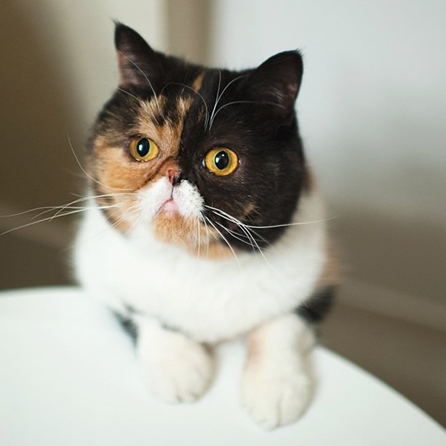 chat-qui-vient-voir-ce-qui-se-passe.jpg