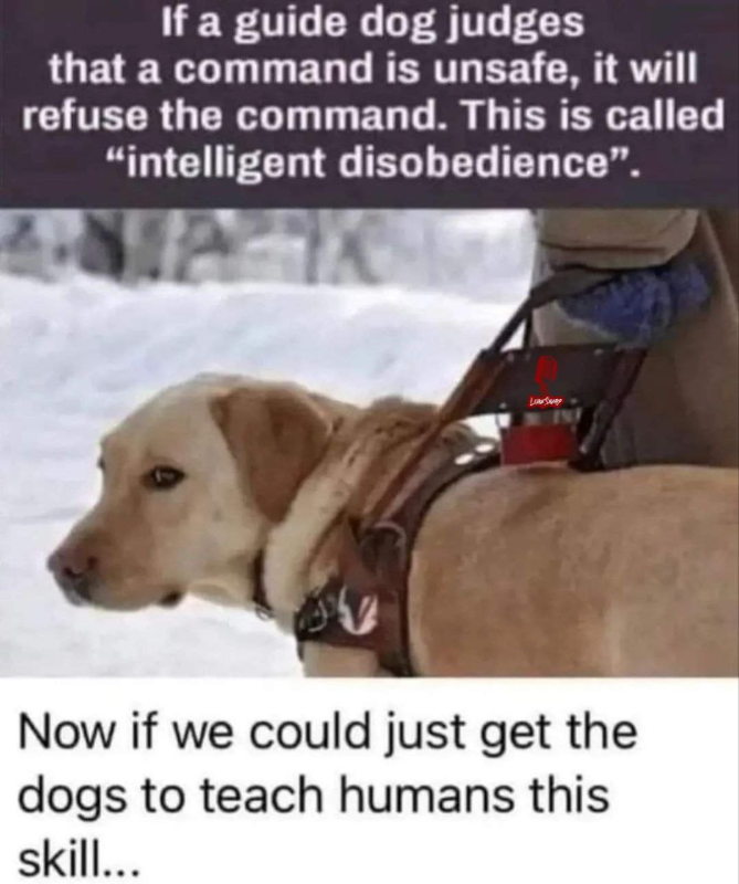 la-desobeissance-intelligente-des-chiens.png