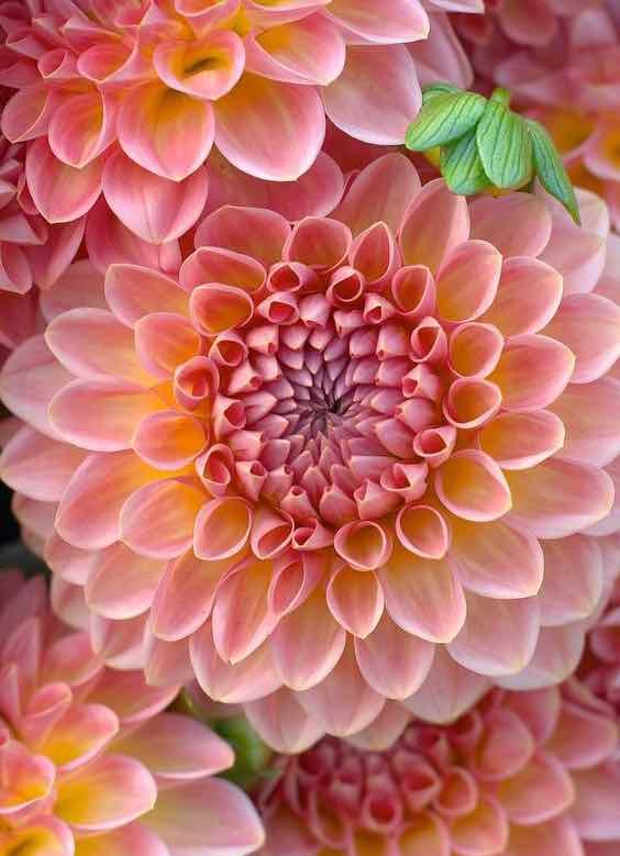 magnifiques-fleurs.jpg