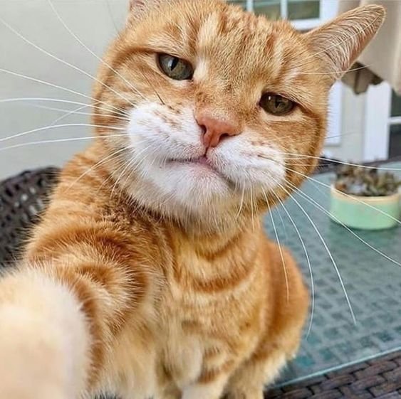 un-minet-qui-se-pose-des-questions.jpg