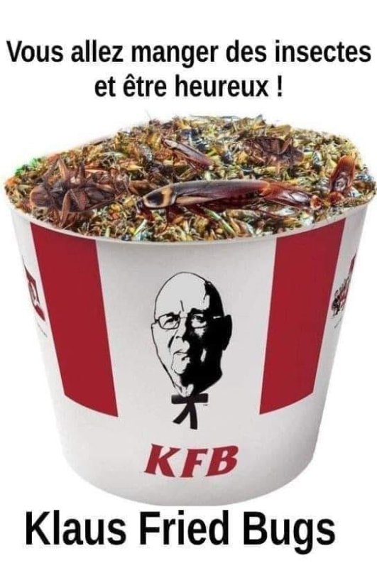 manger-des-insectes.jpg