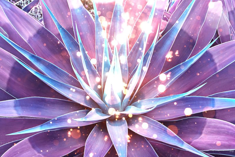 agave-magique.jpg