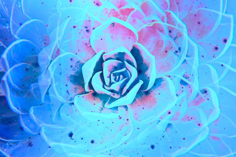 fleur-de-neige.jpg