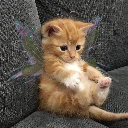 chaton-avec-des-ailes.jpg