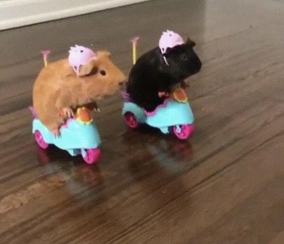 souris-en-transit.jpg
