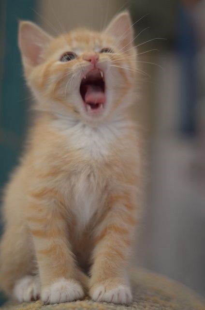 chat-qui-baille.jpg